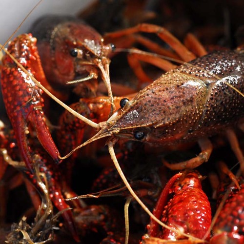 Mudbugs001.jpg