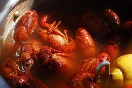 Mudbugs008.jpg