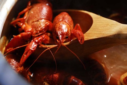 Mudbugs009.jpg